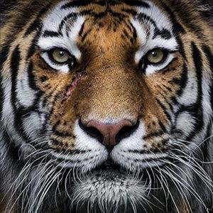 Meet your Posher, Victoria